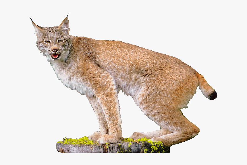 Bobcat - Lynx Png, Transparent Png, Free Download