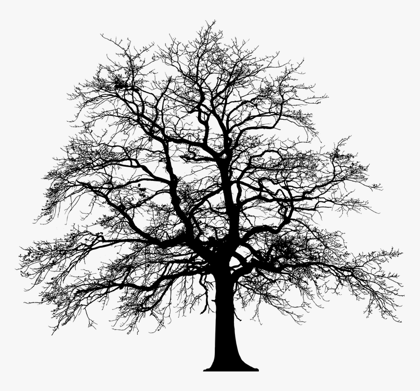 Tree, Silhouette, Winter, Plant, Nature, Environment - Tree Ground Silhouette Png, Transparent Png, Free Download