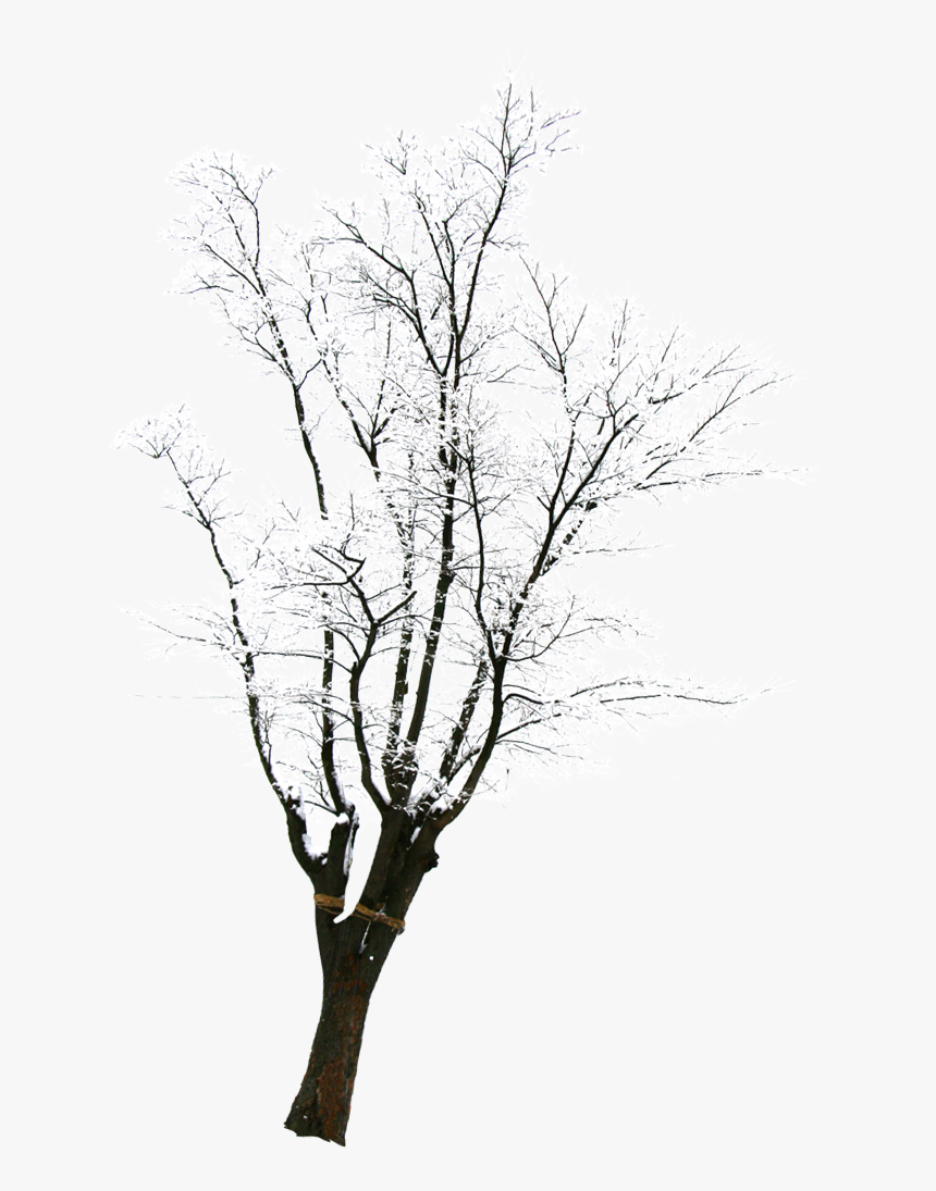 Snow Tree Winter - Silhouette, HD Png Download, Free Download