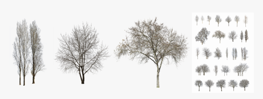 Transparent Aerial Tree Png - Oak, Png Download, Free Download