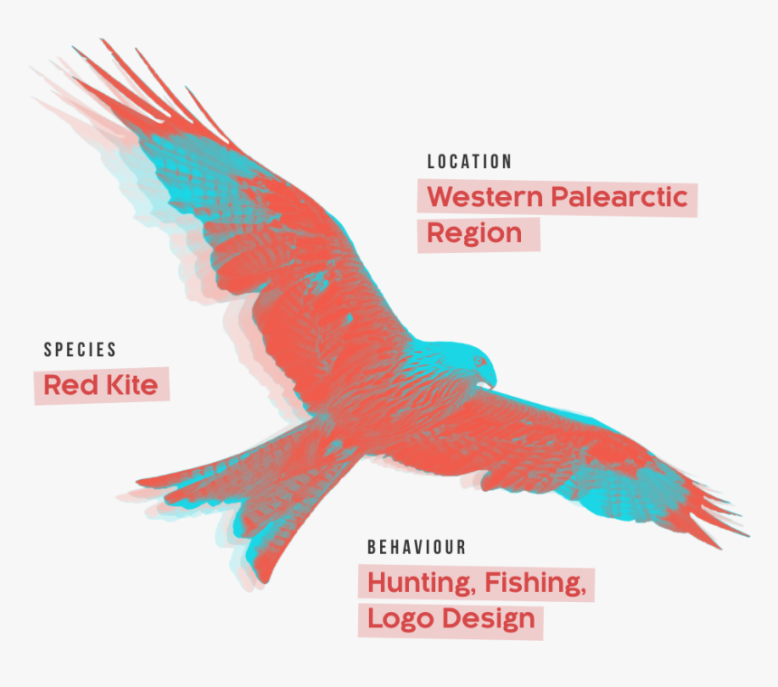 Red Kite Logo Monogram - Eagle, HD Png Download, Free Download