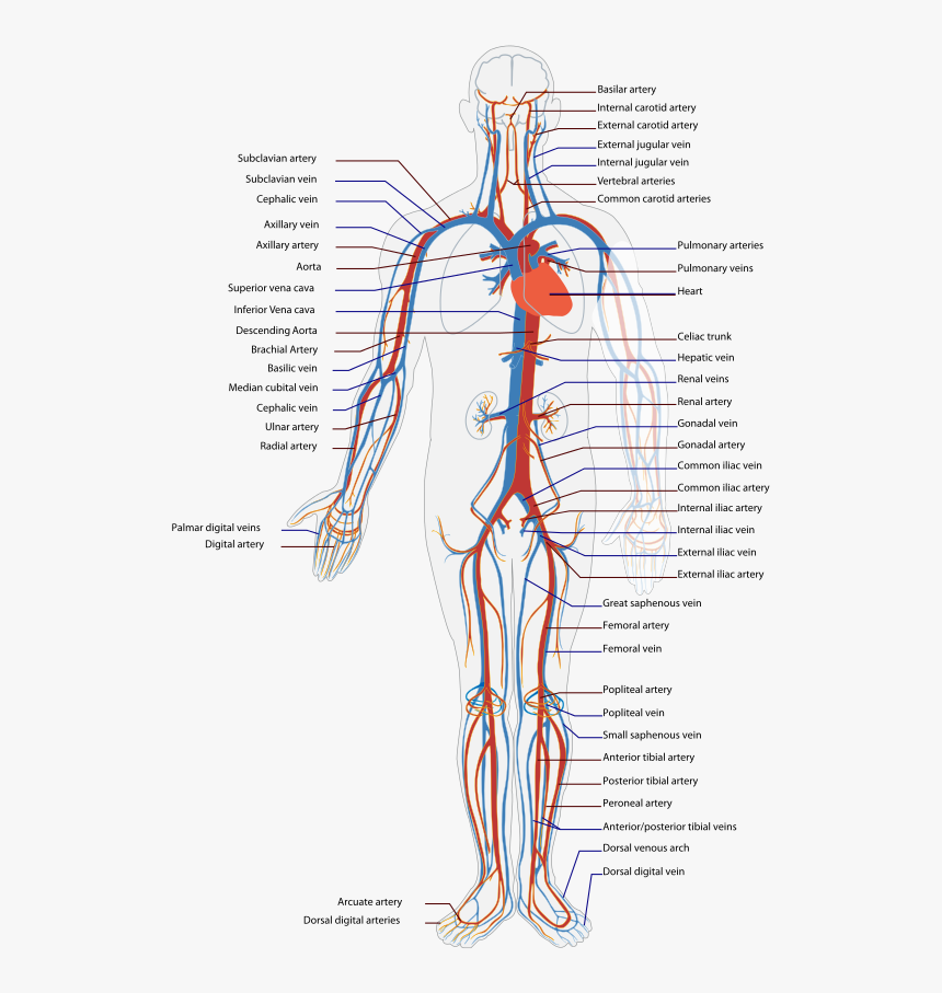 Circulatory System Diagram, HD Png Download, Free Download