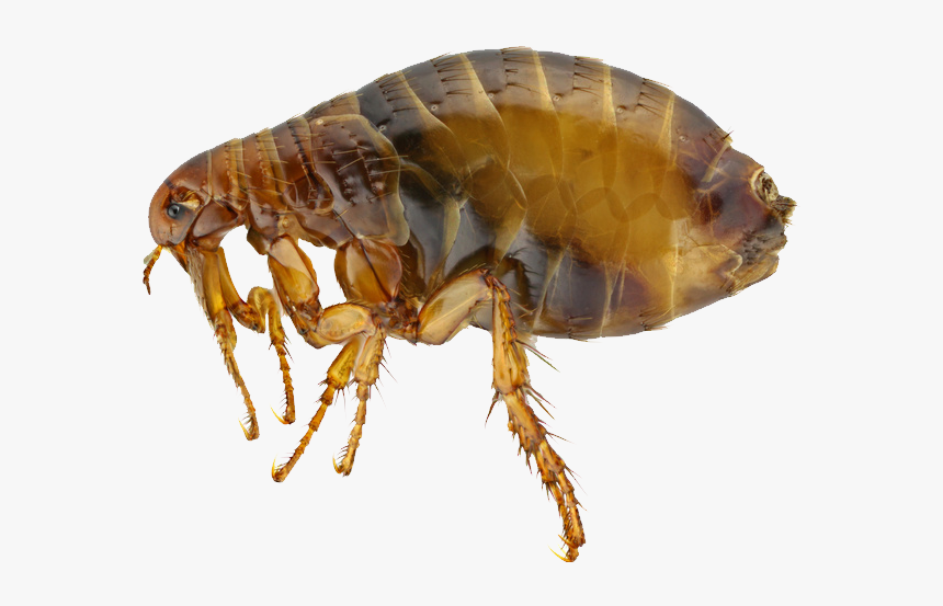 Flea Png - Rat Flea, Transparent Png, Free Download