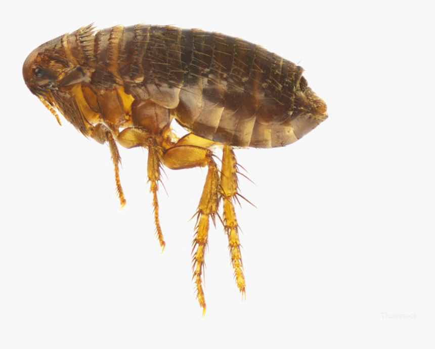 Flea Png Image - Common House Bugs In California, Transparent Png, Free Download