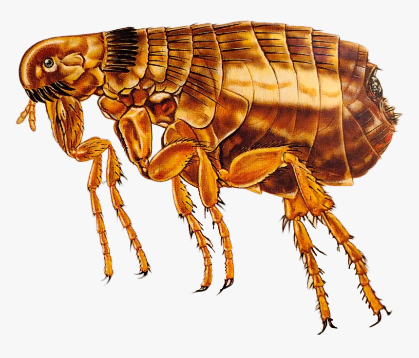 Download Flea Png Transparent Image - Symbiotic Relationship Between A Mouse And Flea, Png Download, Free Download