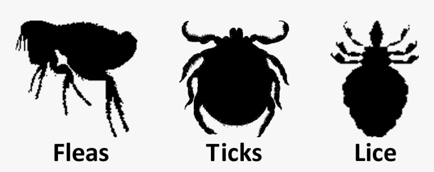 Download Flea Transparent Images Png 182 - Fleas And Ticks Png, Png Download, Free Download