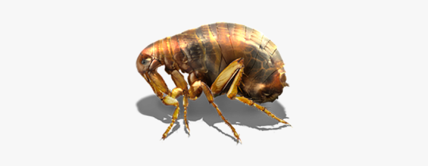 Flea Png Transparent Hd Photo - Flea Transparent Cartoon, Png Download, Free Download