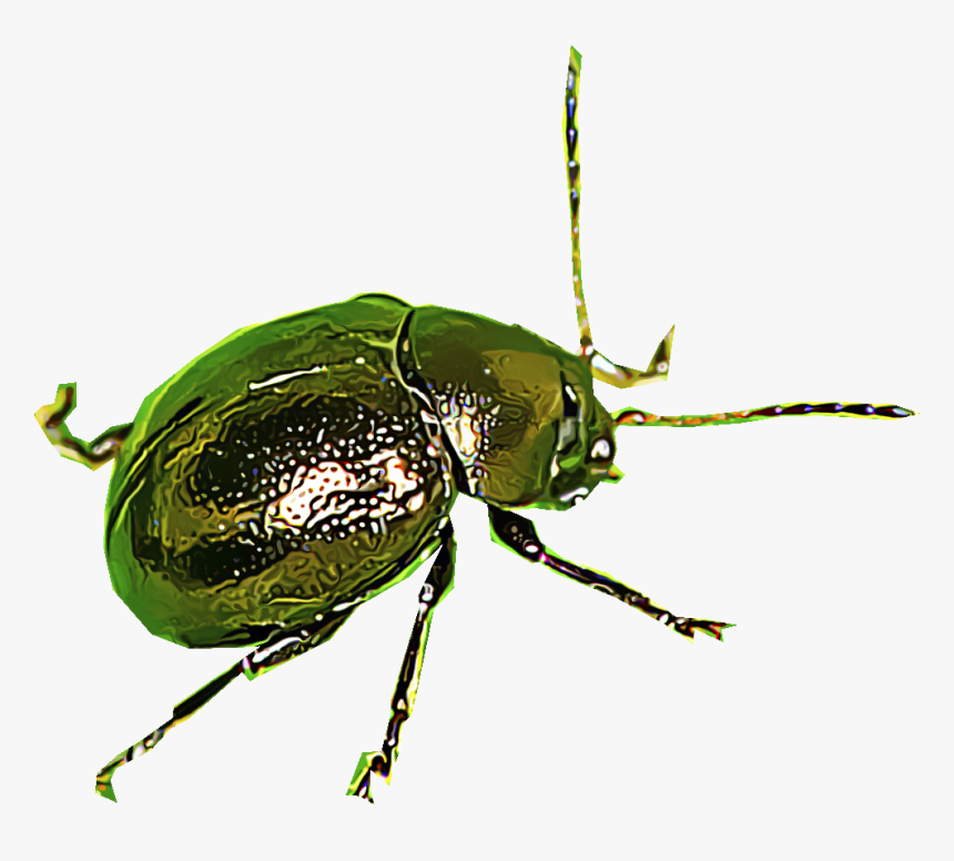 Flea Beetle Png, Transparent Png, Free Download