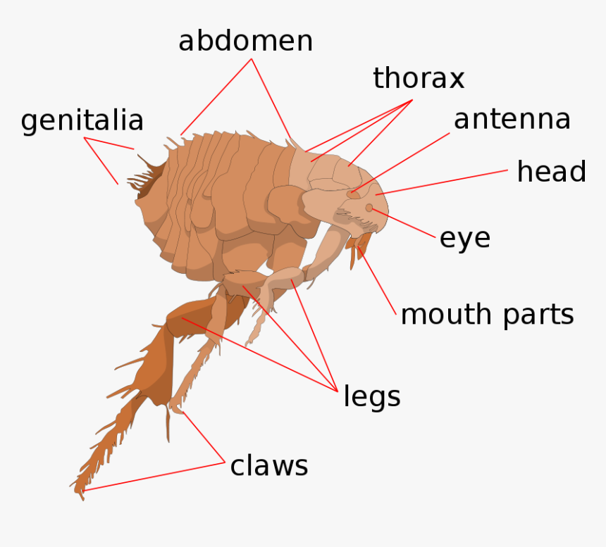 Scheme Flea Anatomy-en - Flea Anatomy, HD Png Download, Free Download