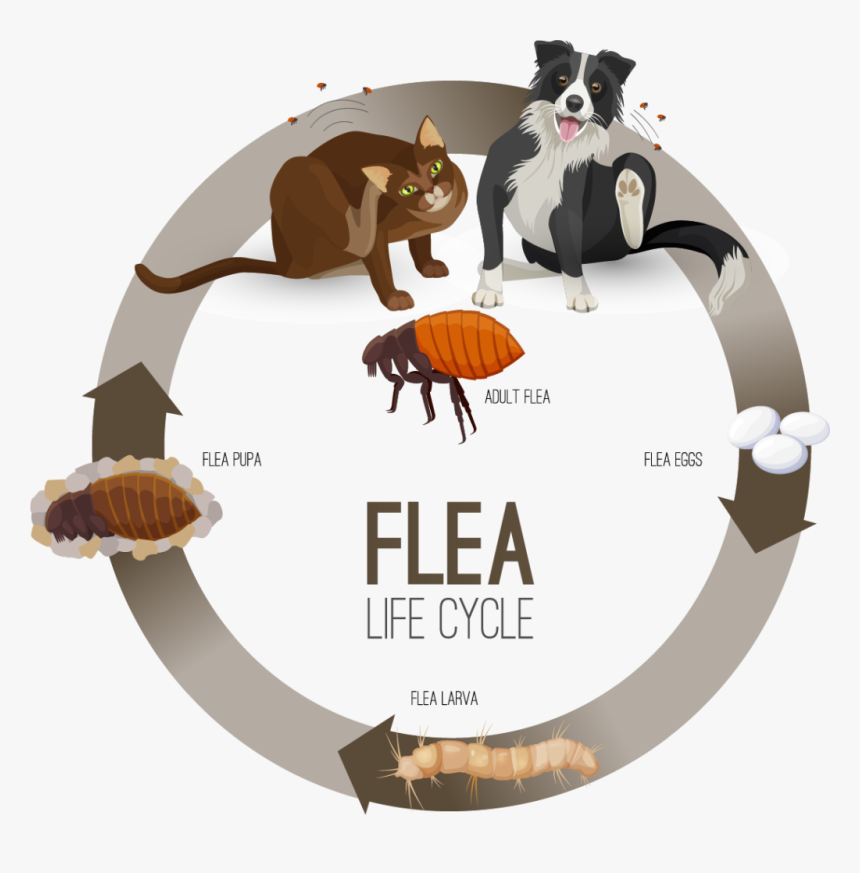 Flea Life Cycle, HD Png Download, Free Download