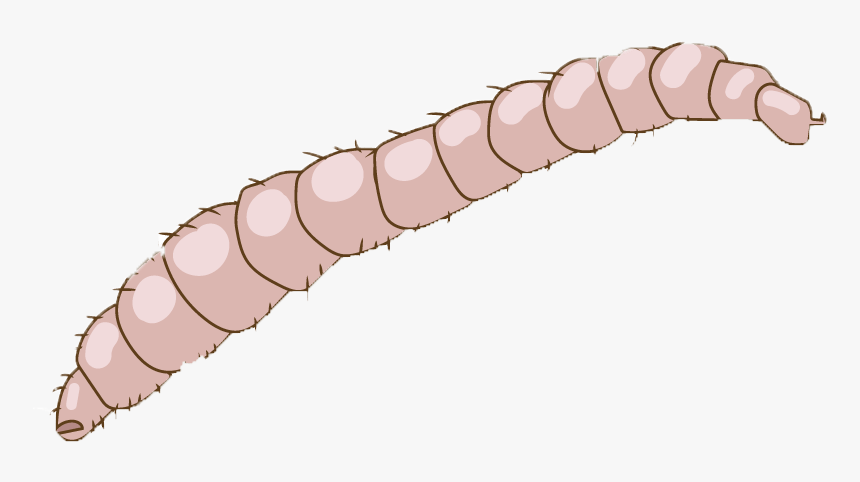 Flea Larvae - Worm, HD Png Download, Free Download