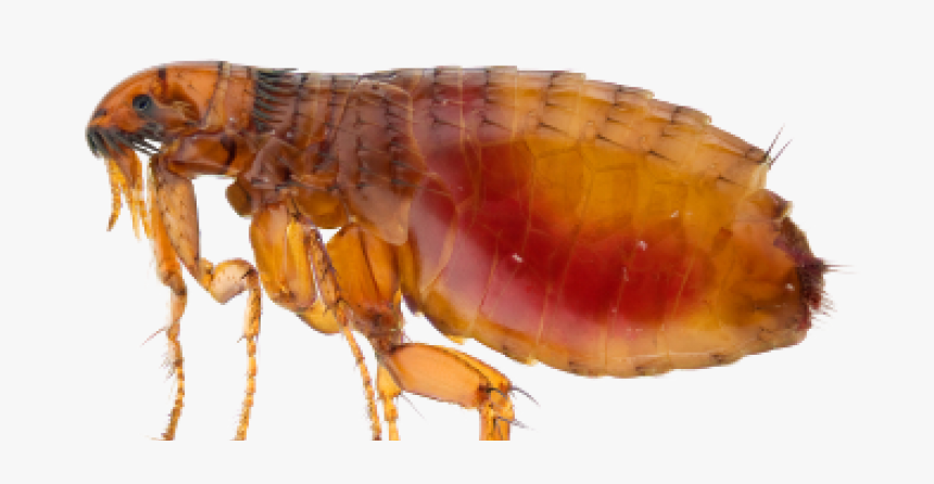 Flea, Fleas, Flea Removal, Pest Control Service Ga, - Flea Insect, HD Png Download, Free Download