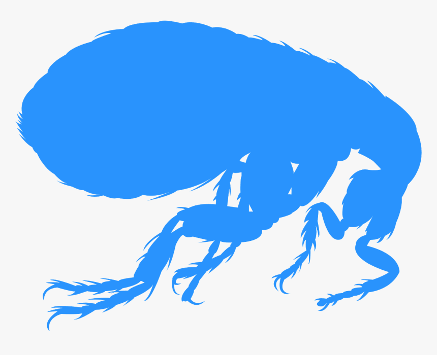 Flea Vector Png, Transparent Png, Free Download