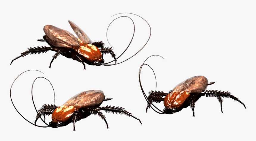 How To Kill Fleas With A Flea Bomb - Blue Wahoos Cockroach Run, HD Png Download, Free Download