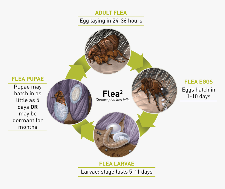 Flea Lifecycle, HD Png Download, Free Download