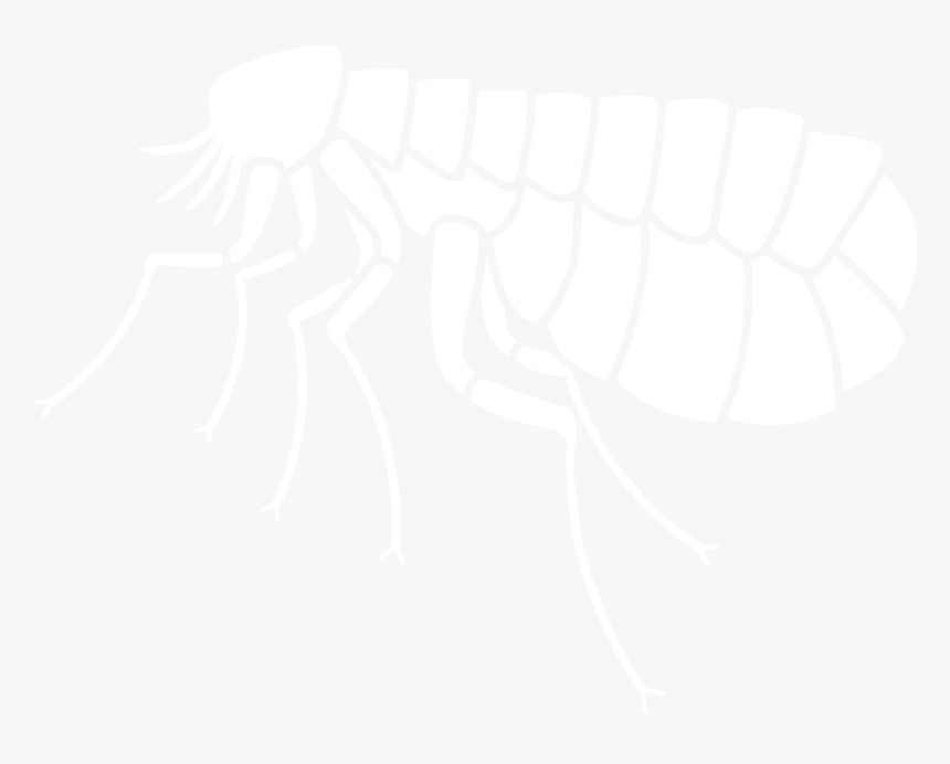 Flea - Insect, HD Png Download, Free Download