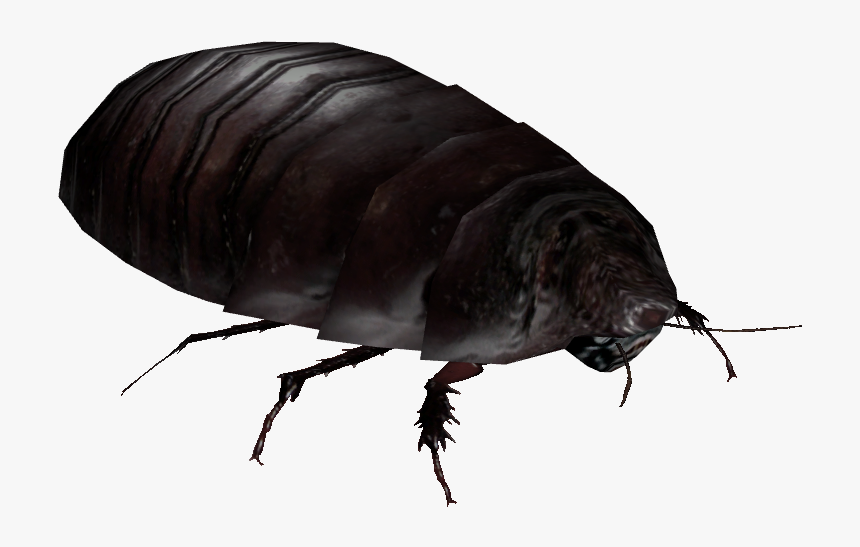 Giant Burrowing Cockroach - Dung Beetle, HD Png Download, Free Download