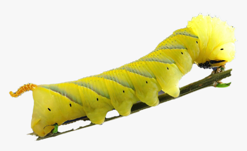 Caterpillar Png Images Hd - Caterpillar, Transparent Png, Free Download