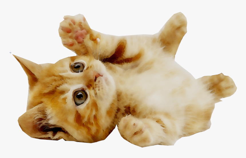 Kitten Puppy Dog Pet British Shorthair - Cute Cat Transparent Background, HD Png Download, Free Download
