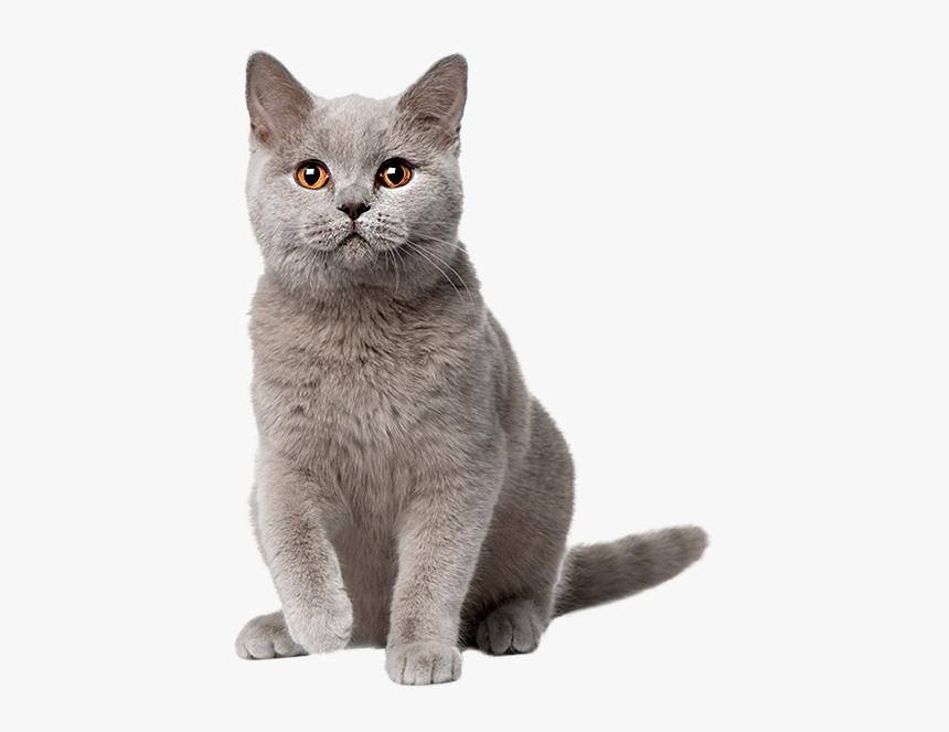 Image Is Not Available - Cat Sitting Png, Transparent Png, Free Download