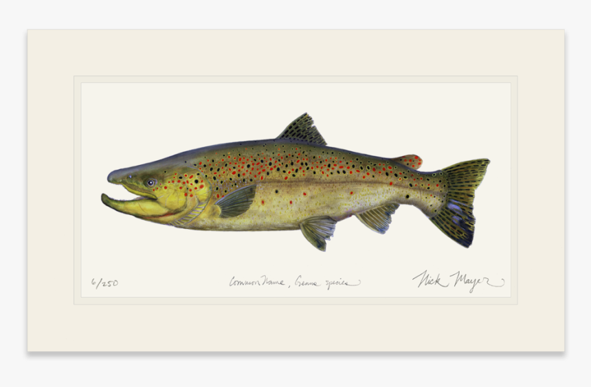 Clip Art Brown Trout Pictures - New England Rainbow Trout, HD Png Download, Free Download