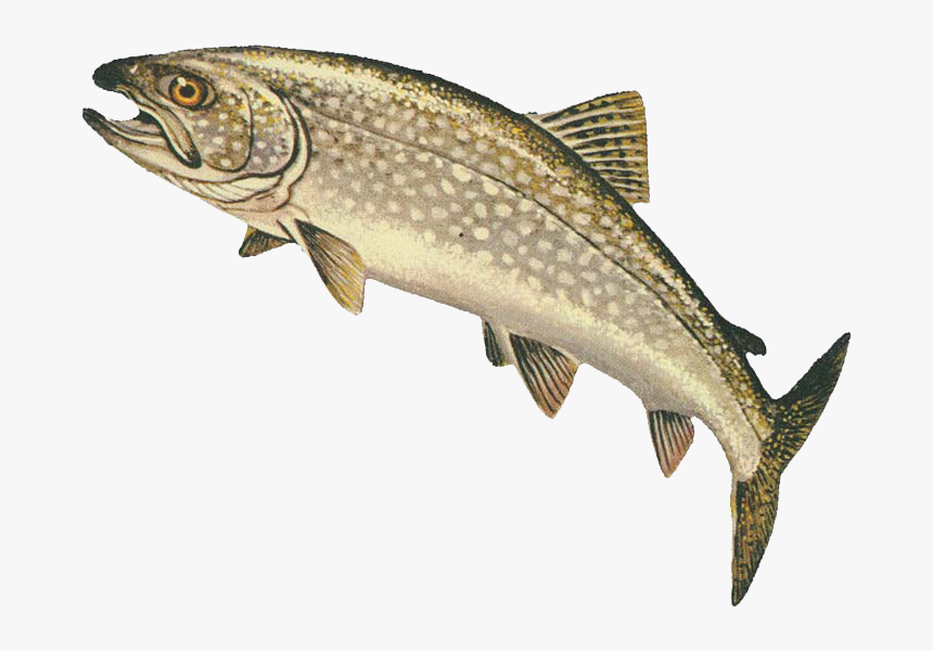 Lake Trout - Lake Trout Clipart, HD Png Download, Free Download