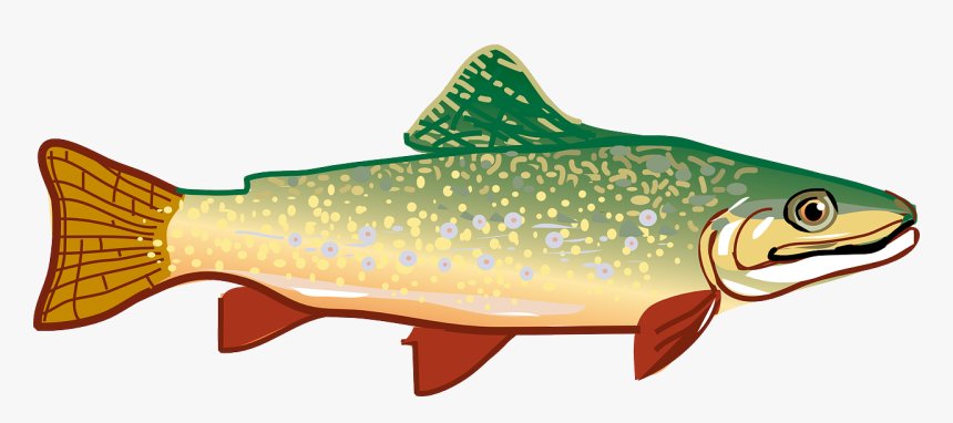 Rainbow Trout Clip Art - People Who Are Allergic To Fish, HD Png Download, Free Download