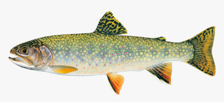 Stream Brook Trout - North American Trout, HD Png Download, Free Download