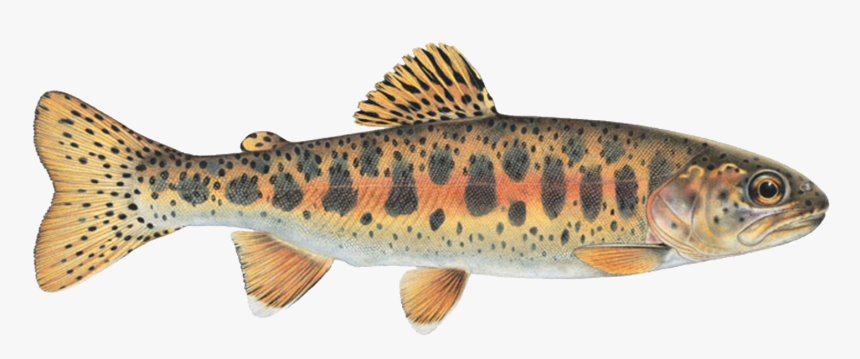 Redband Trout Of The Columbia River Basin, HD Png Download, Free Download