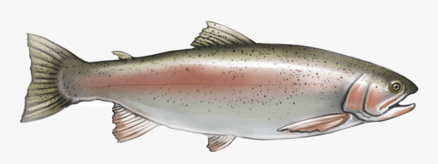 Coastal Cutthroat Trout , Png Download - Coastal Cutthroat Trout, Transparent Png, Free Download