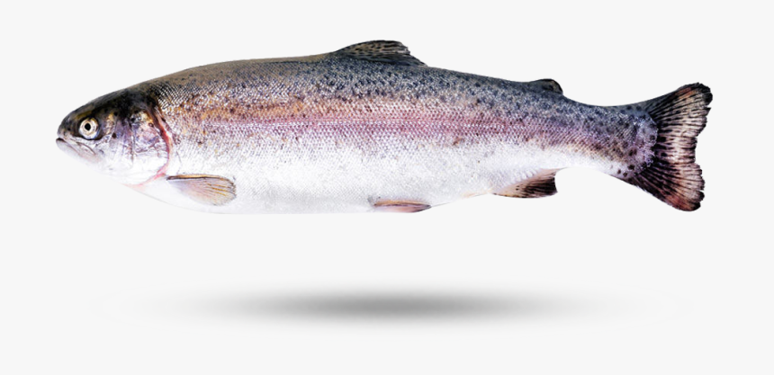 Rainbow Trout - Brown Trout, HD Png Download, Free Download