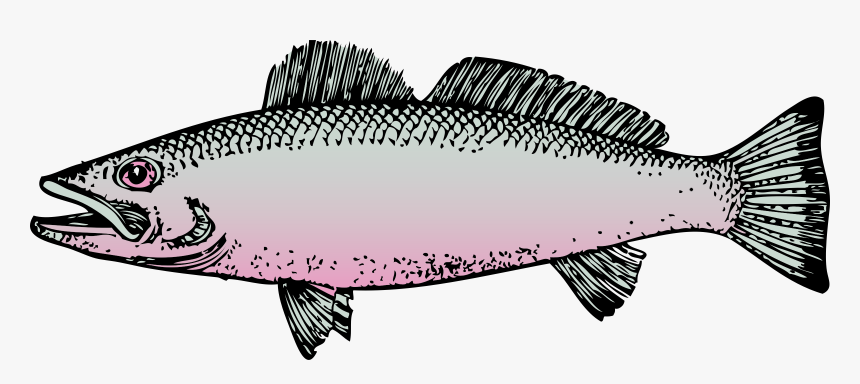 Fishing Clip Trout - Fish Clip Art, HD Png Download, Free Download