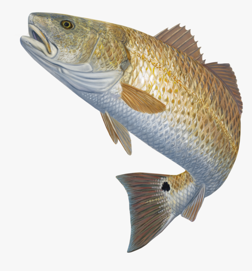 Snook Drawing Sea Trout - Fish Jumping Out Of Water Png, Transparent Png, Free Download