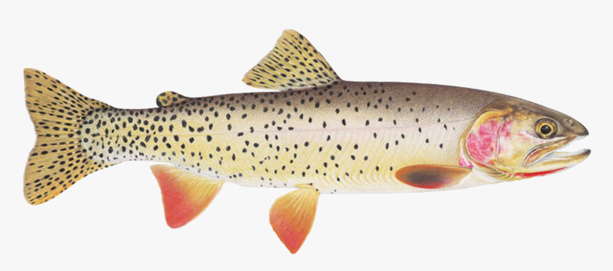 Yellowstone Lake Trout Transparent, HD Png Download, Free Download