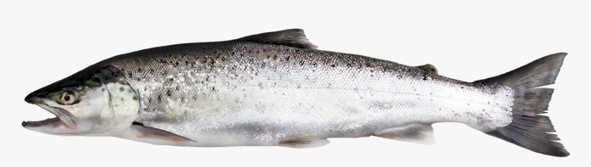 Salmon Trout - Salmo Trutta - Sockeye Salmon, HD Png Download, Free Download