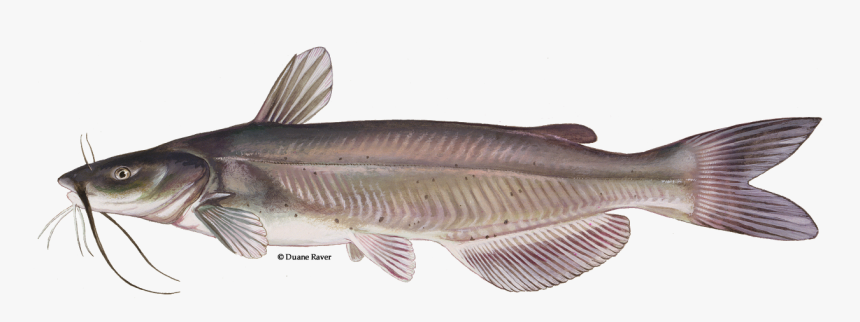 Download Catfish Transparent Png - Channel Catfish Scientific Name, Png Download, Free Download