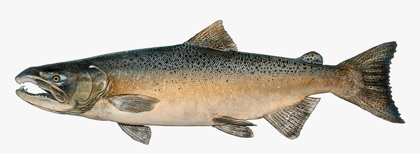 Chinook Salmon, HD Png Download, Free Download