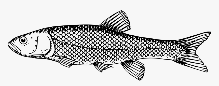 Trout Png Black And White - Parts Of The Fish Worksheet, Transparent Png, Free Download