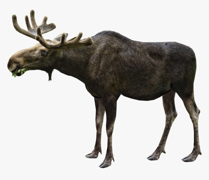 Moose Eating Png Image - Moose Transparent Background, Png Download, Free Download