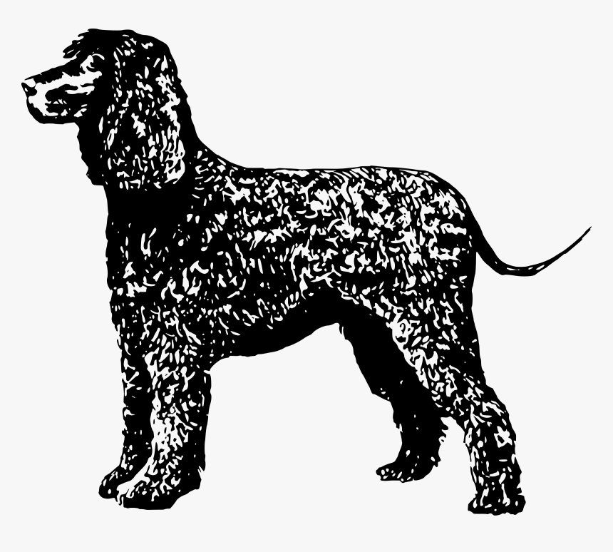 Irish Water Spaniel Clip Arts - Irish Water Spaniel Clipart, HD Png Download, Free Download