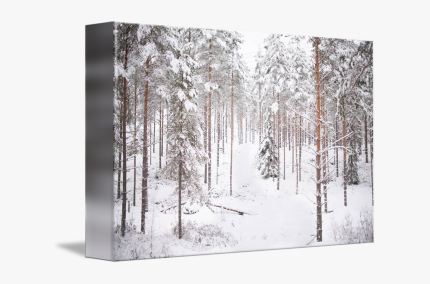 Transparent Snow Forest Png - Grove, Png Download, Free Download