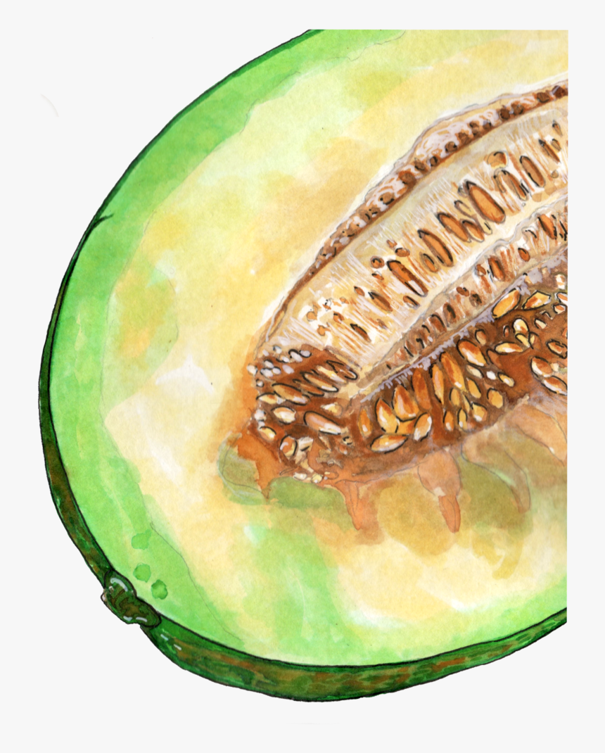 Inktober 2018 Cantaloupe Png - Honeydew, Transparent Png, Free Download