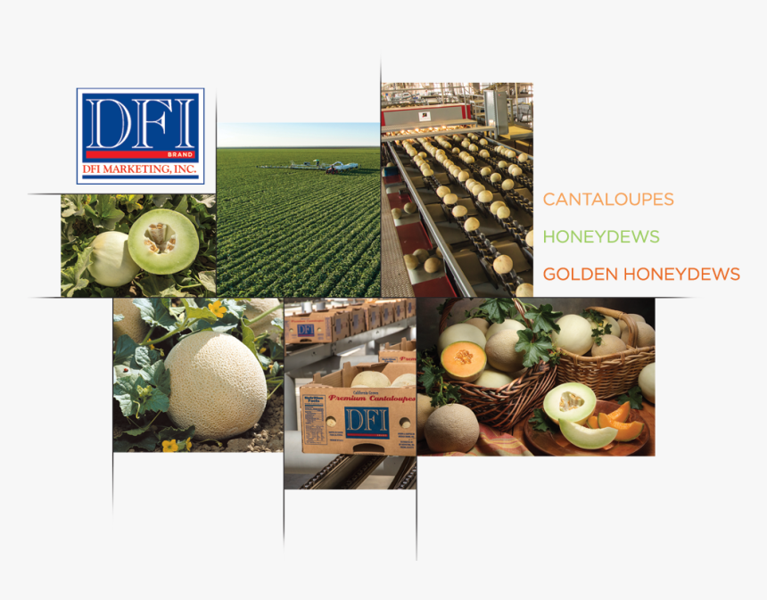 Dfi Marketing - Cantaloupe, HD Png Download, Free Download