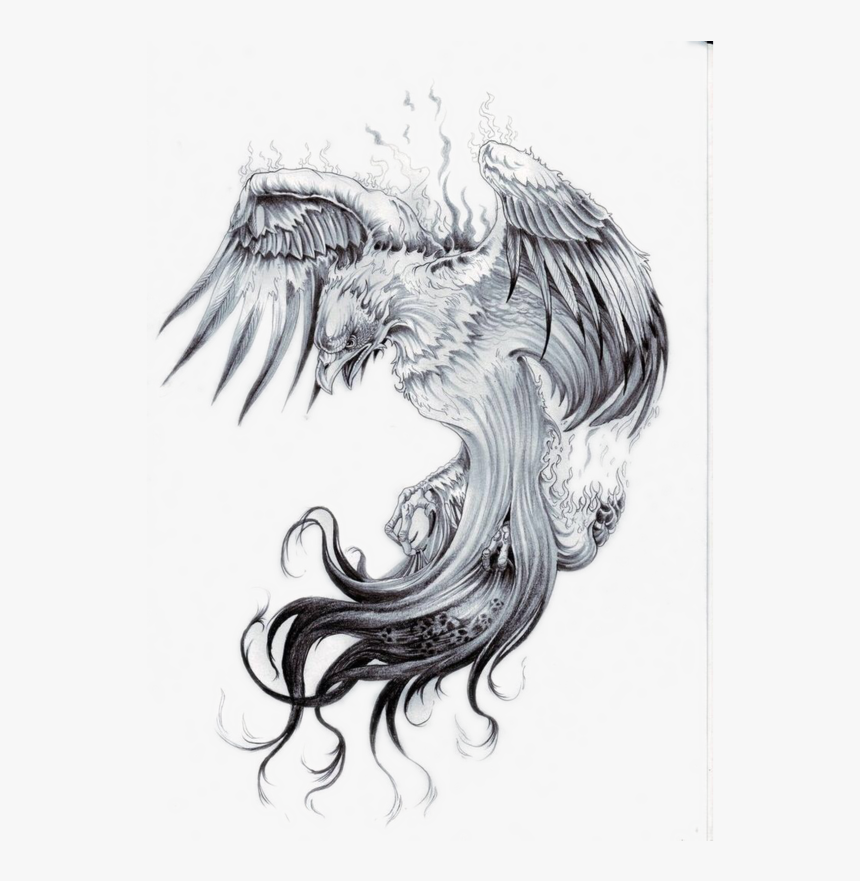 Phoenix Dragon Tattoo Design Bird Blue Ink Sketch Drawing Design  Decorative png  PNGWing