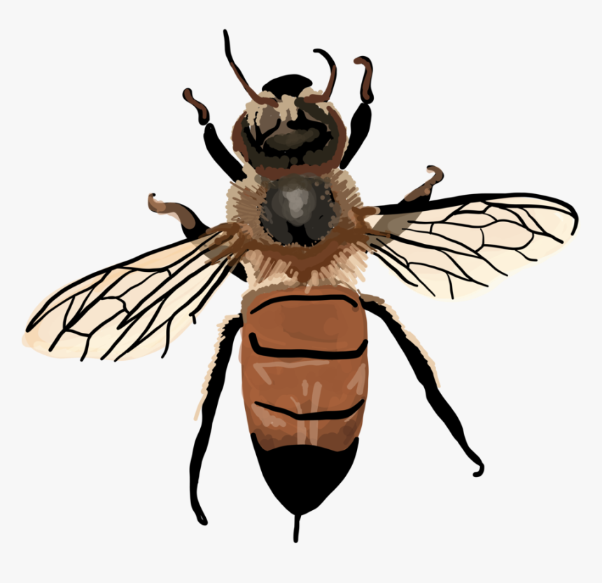 Vintage Honey Bee Clipart , Png Download - Apis Mellifera Transparent, Png Download, Free Download