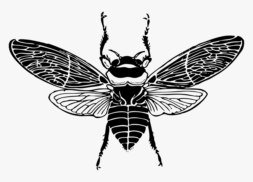 Bee Top View, HD Png Download, Free Download