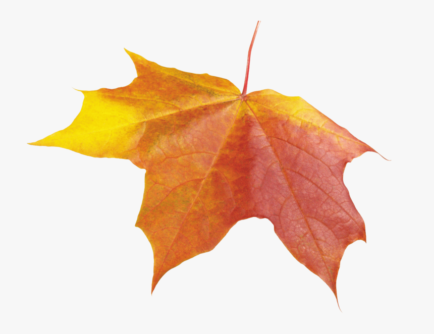 Autumn Png Leaf - Transparent Aesthetic Fall Leaves, Png Download, Free Download