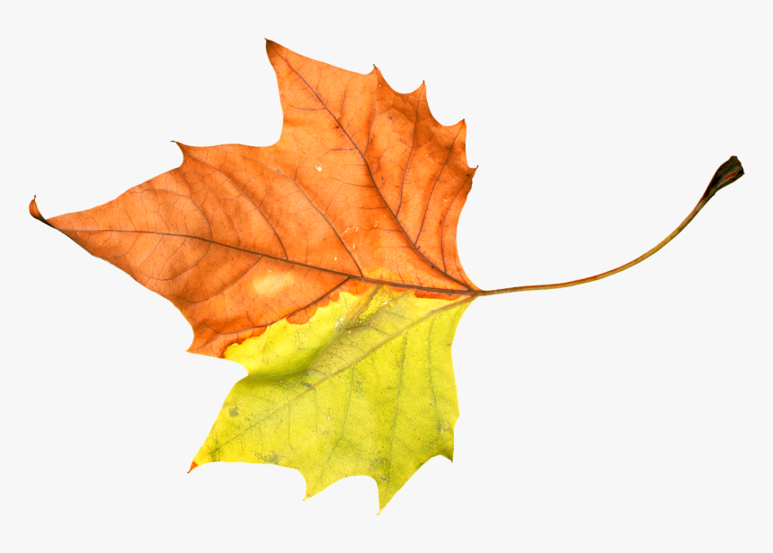 Foliage Leaf Leafage Autumn Png Image - ใบไม้ ใบ เดียว ใบไม้, Transparent Png, Free Download