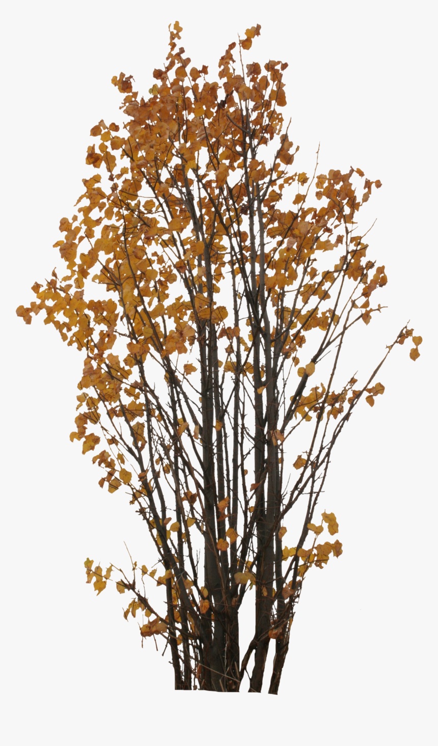 Autumn Tree Png - Cut Out Tree Png, Transparent Png, Free Download