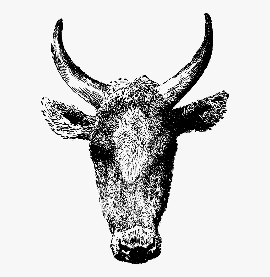 Cow Head - Gambar Kepala Anoa Png, Transparent Png, Free Download